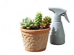 多肉盆栽与喷壶