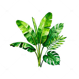 绿色植物插画素材
