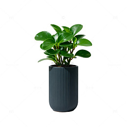 简约绿植盆栽设计素材