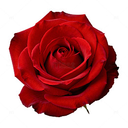 鲜艳红玫瑰特写摄影图片