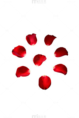 红玫瑰花瓣摄影