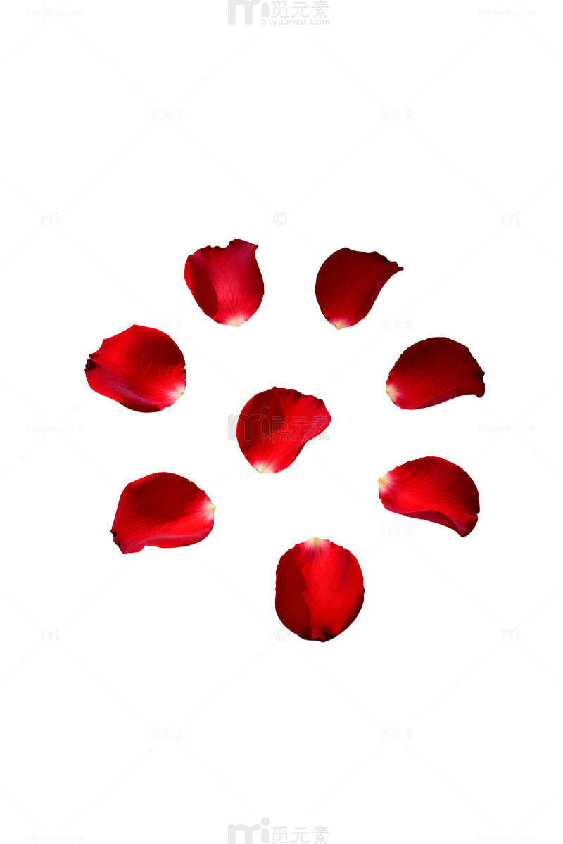 红玫瑰花瓣摄影