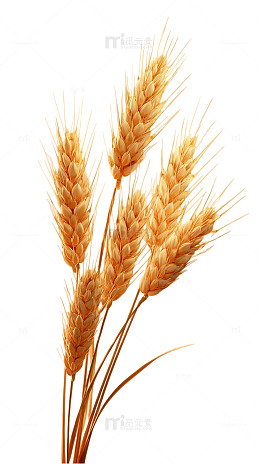 金黄色麦穗特写摄影图片