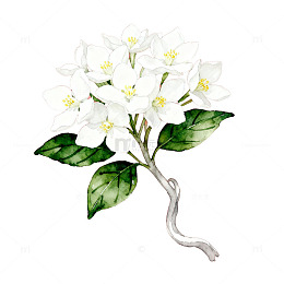 水彩花卉茉莉花插画