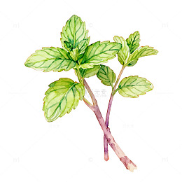 水彩薄荷叶插画设计素材