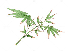 绿色竹叶红底背景素材