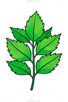 矢量风格植物叶插画