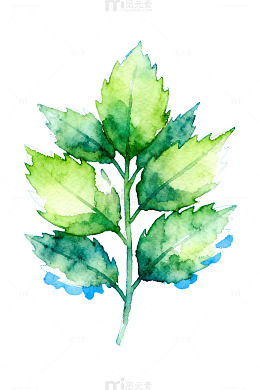 水彩绿叶蓝底装饰画