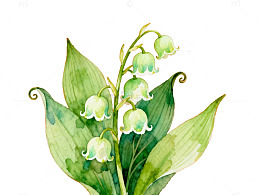 水彩风铃草插画