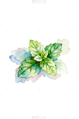 水彩薄荷叶绘画素材