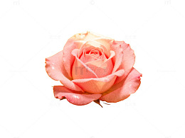 粉色玫瑰特写摄影图片