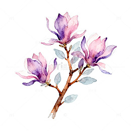 水彩玉兰花绘画素材