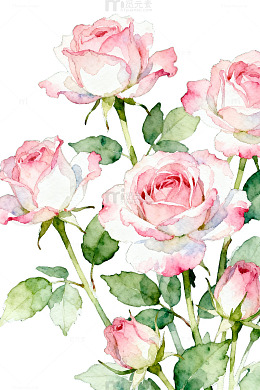 水彩玫瑰花卉插画