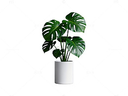 简约风格绿植盆栽设计元素