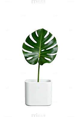 AI生成绿植盆栽静物图