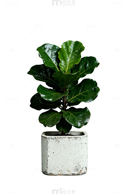 AI生成绿植盆栽设计