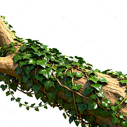 藤蔓树枝自然风光摄影