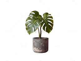 简约风绿植盆栽摄影