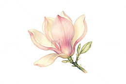 玉兰花开春意浓水彩画