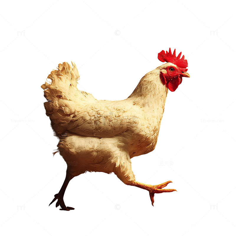 白色背景公鸡特写