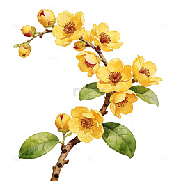 水彩花卉迎春图
