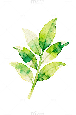 水彩绿叶装饰画