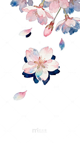 水彩樱花绽放背景插画