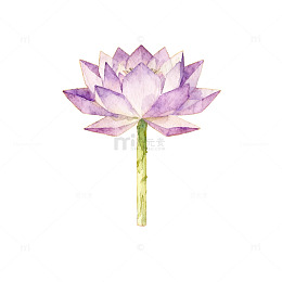 水彩荷花绽放艺术插画