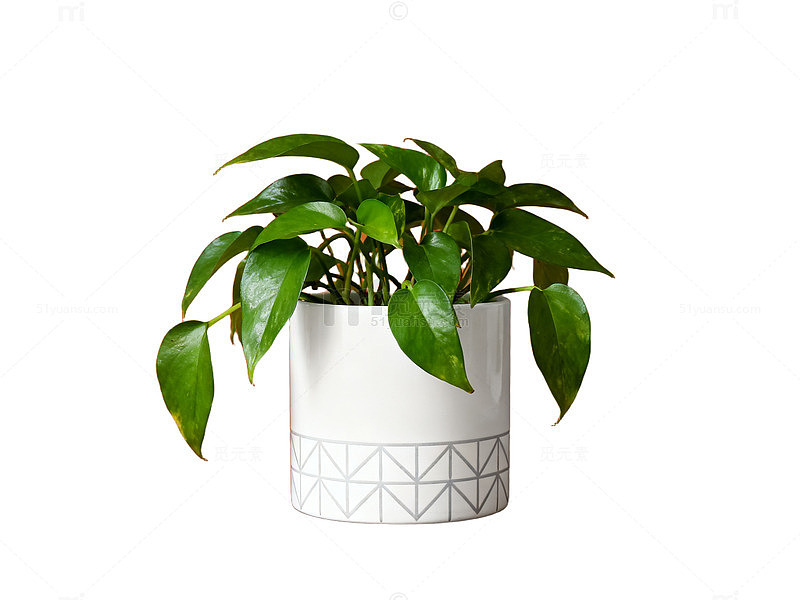 现代简约绿植盆栽摄影