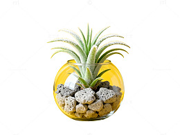 简约玻璃盆栽装饰