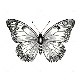 黑白手绘蝴蝶插画