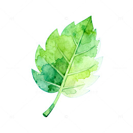 水彩绿叶手绘插画