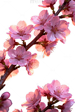 樱花夜景梦幻摄影图片