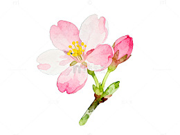 水彩花卉插画春天绽放