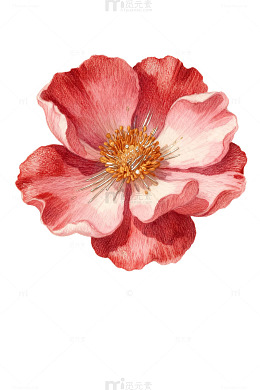 水彩花卉艺术插画