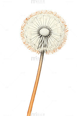 简约风格蒲公英插画
