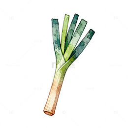 水彩风格大葱插画