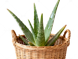 清新芦荟盆栽摄影