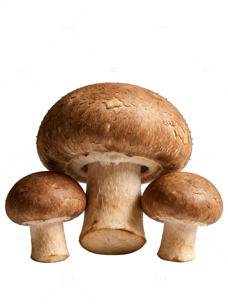 菌菇香菇蘑菇食材特写-05