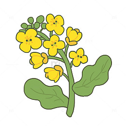 花朵开花油菜花免抠元素