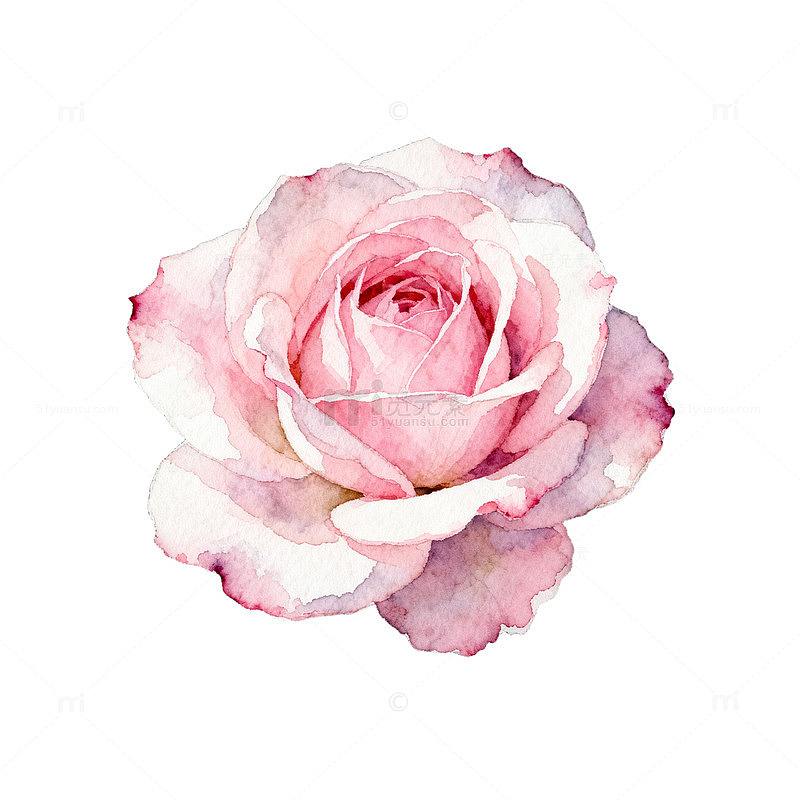 粉色玫瑰特写摄影图片