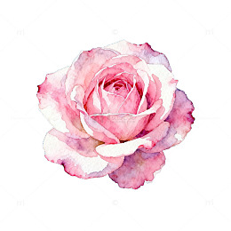 水彩玫瑰浪漫花卉艺术装饰画