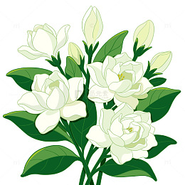 手绘白色茉莉花元素