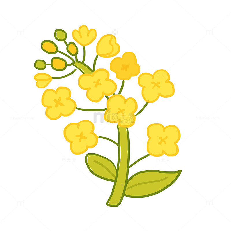 花朵油菜花免抠元素