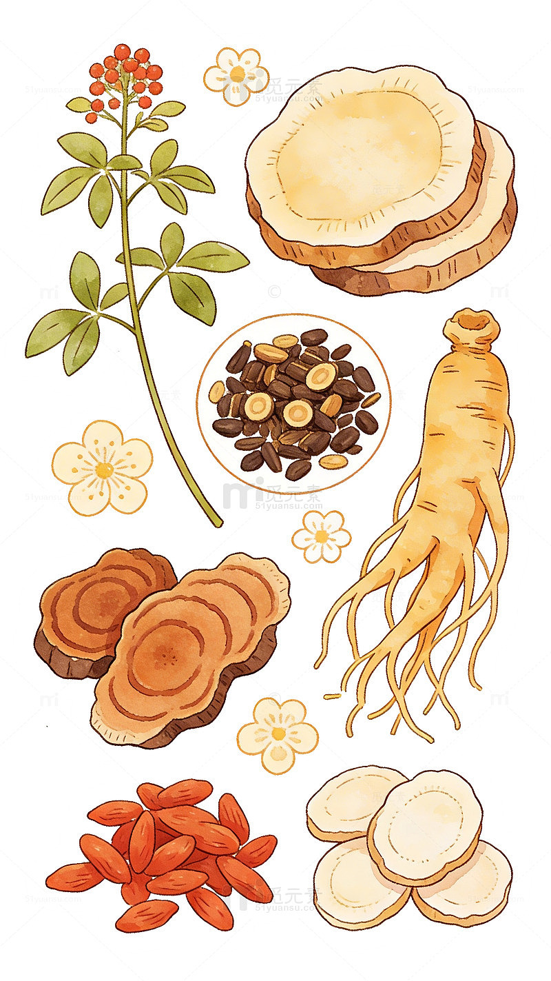 手绘中药材食材插画设计素材