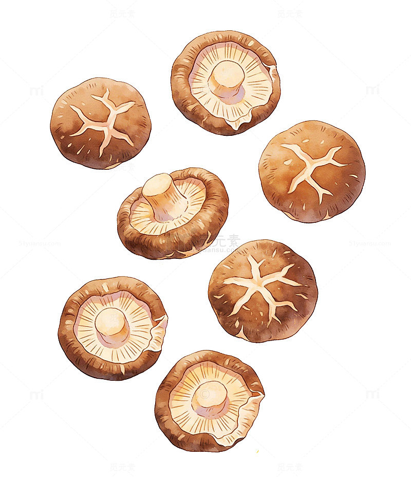水彩香菇美食插画设计素材