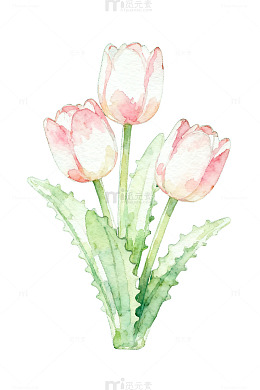 水彩郁金香插画