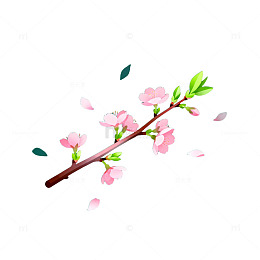 插画风格樱花枝动画素材