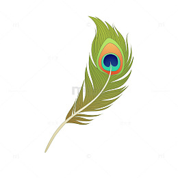 卡通孔雀羽毛插画