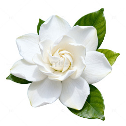 AI生成洁白栀子花